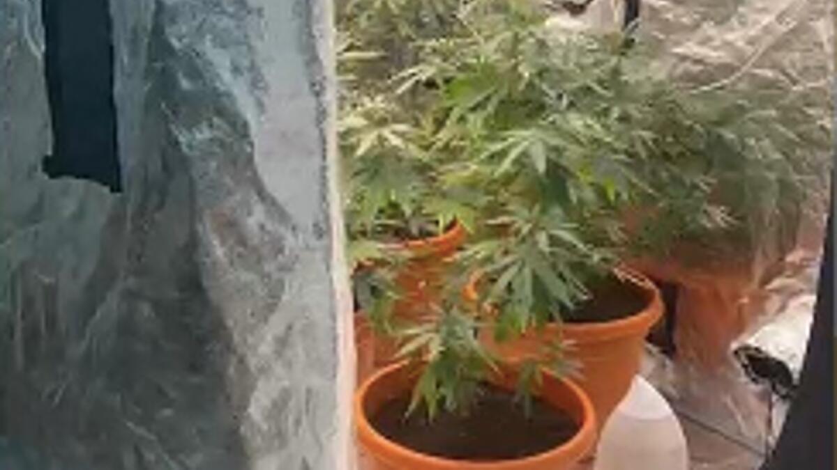 الإمارات العربية المتحدة: الشرطة تعتقل مشتبهين بزراعة نباتات مخدرة في مبنى سكني