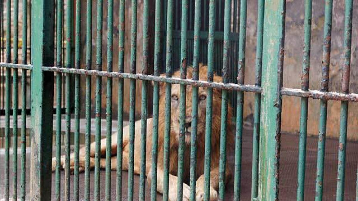 Man attempts jumps in lions cage in suicide bid