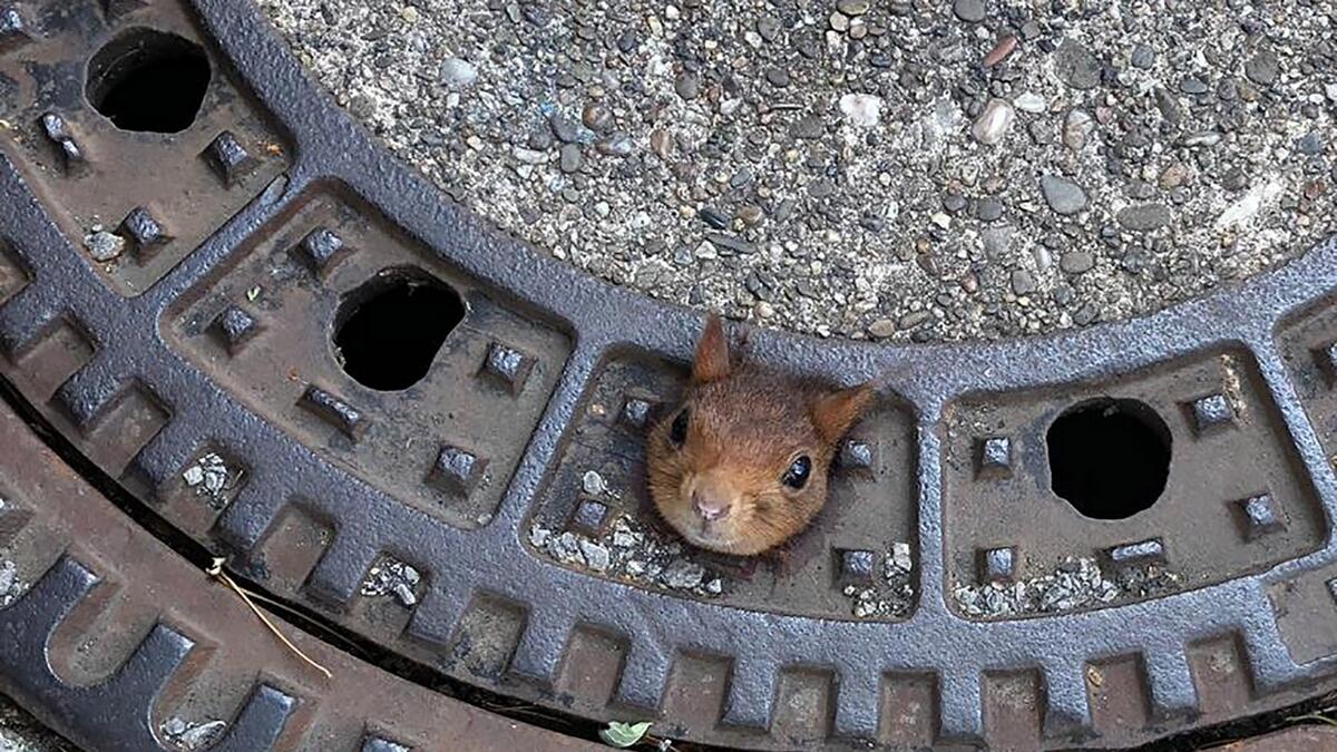 German firefighters rescue squirrel stuck in manhole cover