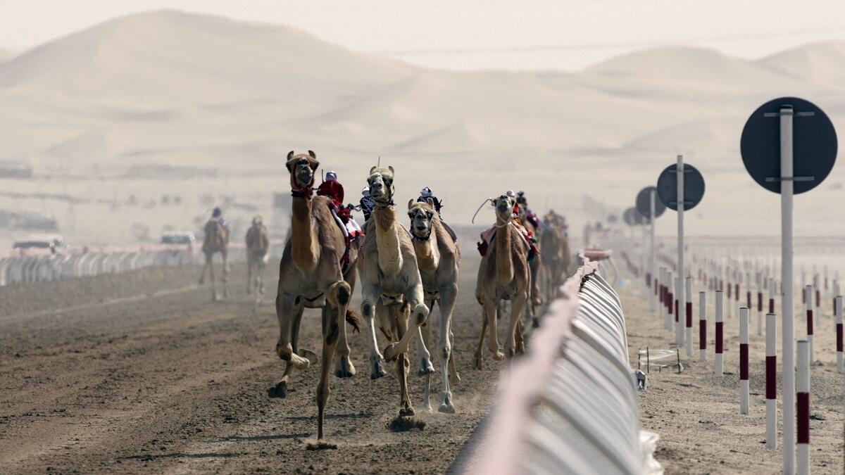 Performance tech for camel racing
