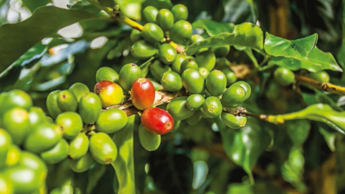 Jamaica's Blue Mountains produce the most sought-after coffee in the world
