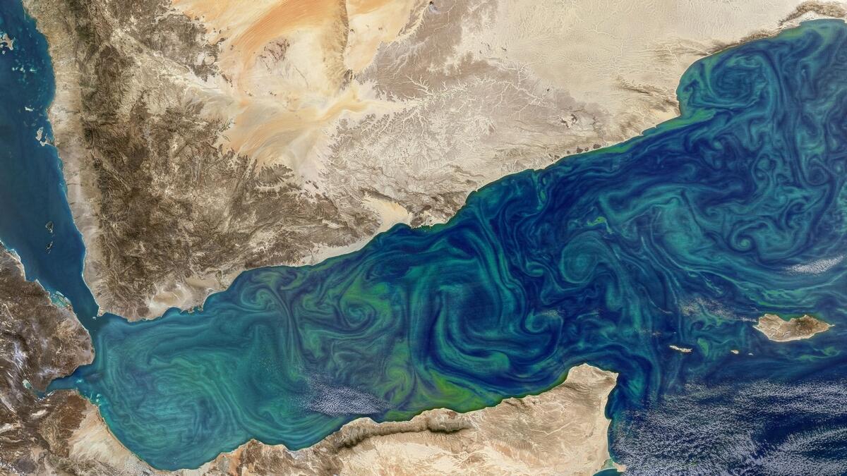 phytoplankton, Arabian Sea, UAE, New York University Abu Dhabi