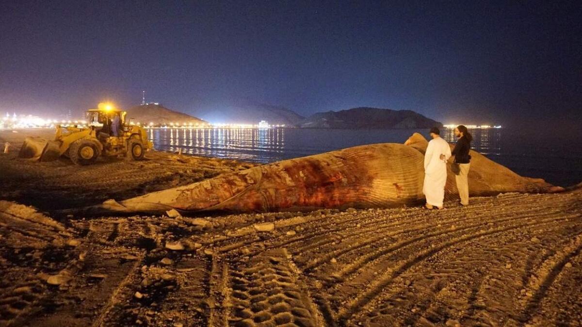 27-metre dead whale washes ashore on Khor Fakkan beach 