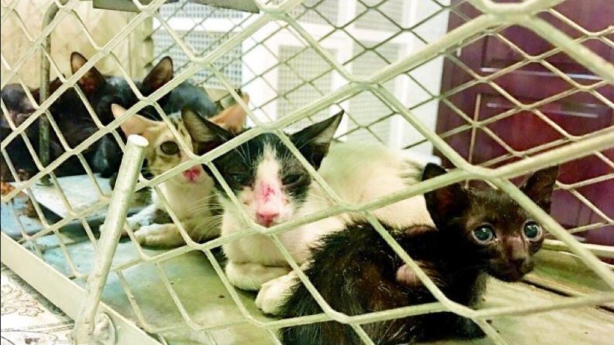 80 cats rescued from Dubais old fish market