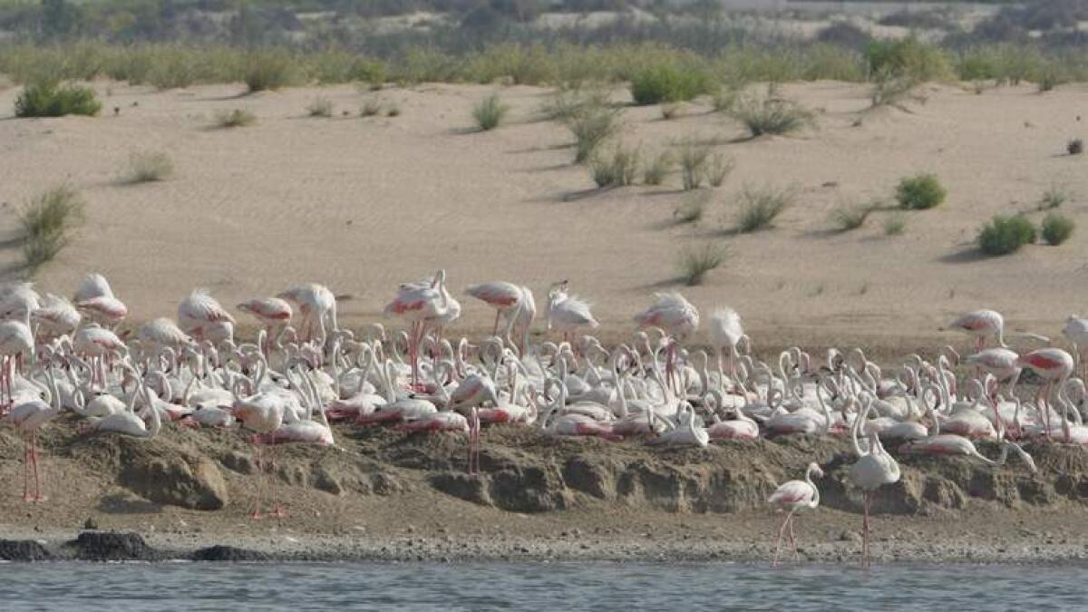 Man molests boy after luring him to see flamingoes in Dubai