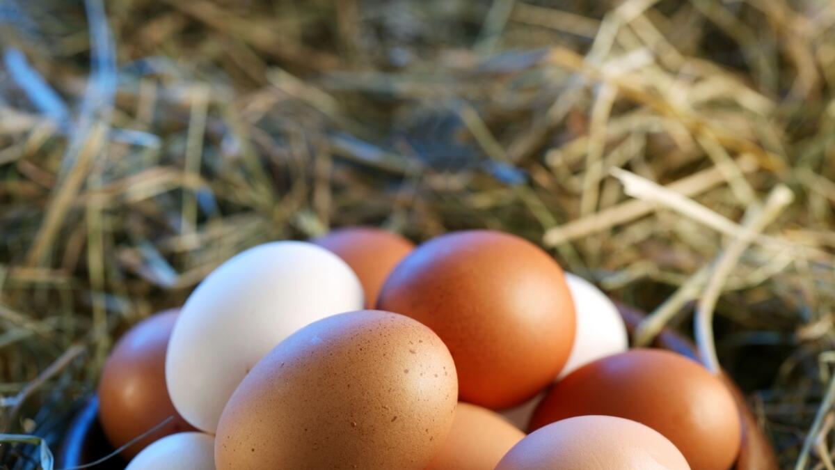 poultry, chicken, eggs, russia birds, uae lifts ban