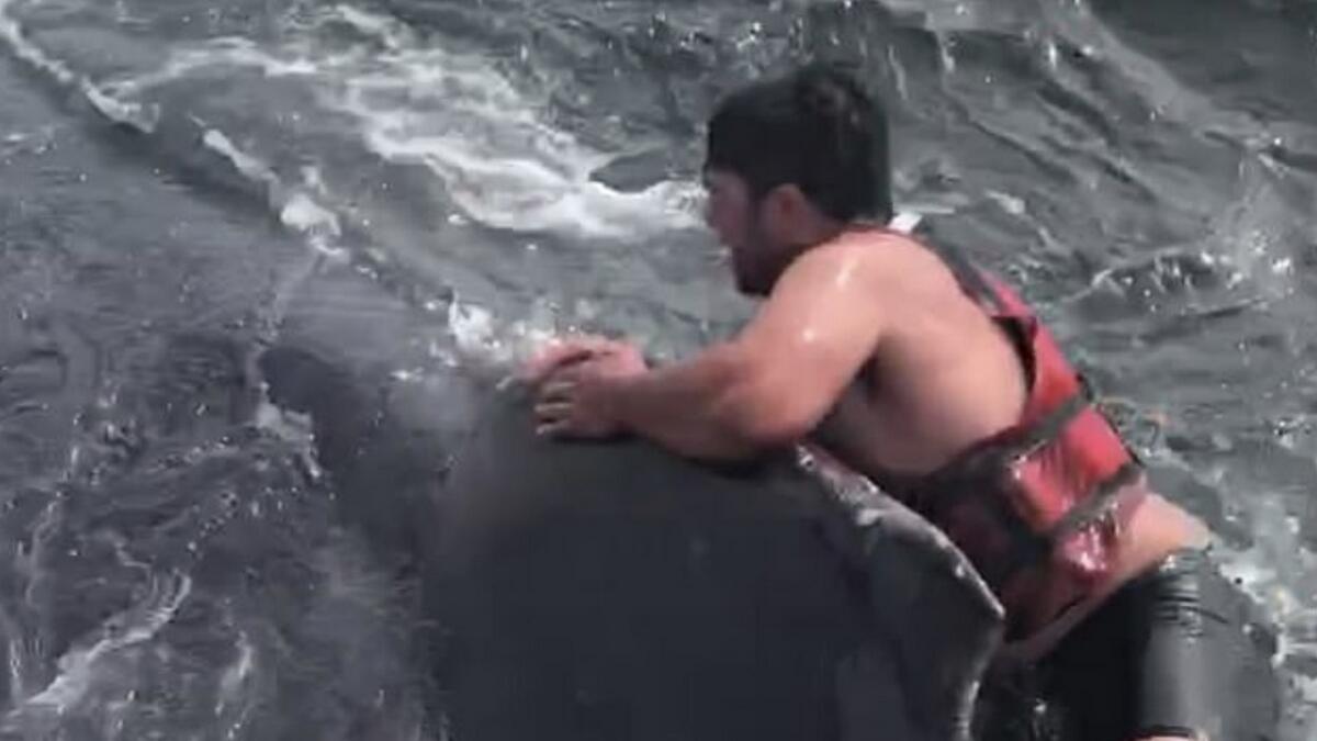 Video: Man jumps on whale to free it from fishing line