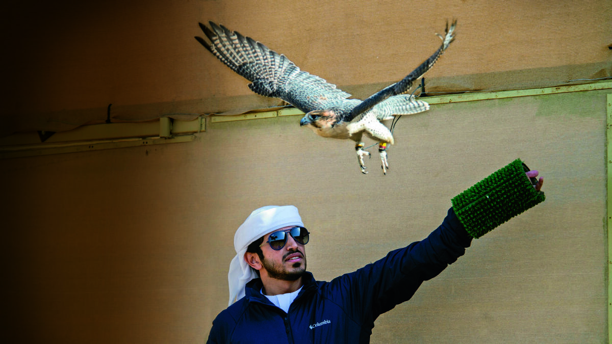 UAEs falcon breeders on training champions