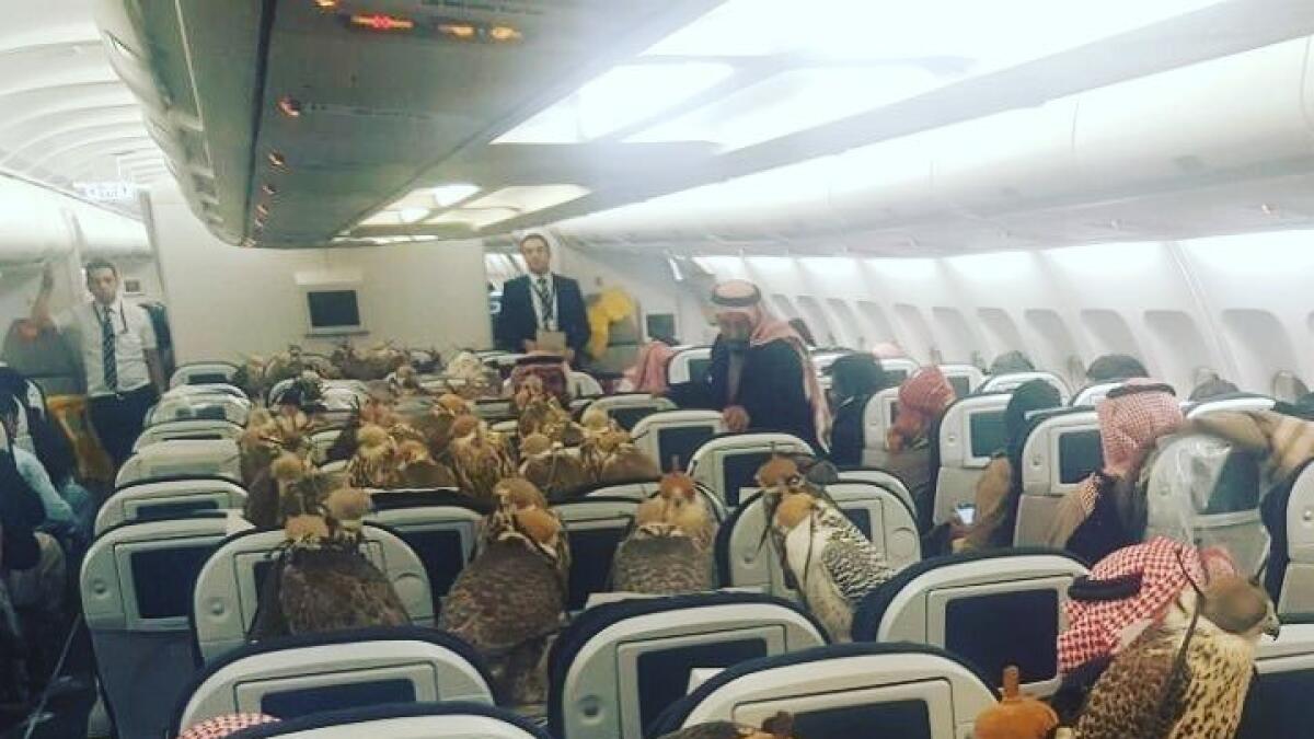 Saudi prince transports falcons on plane