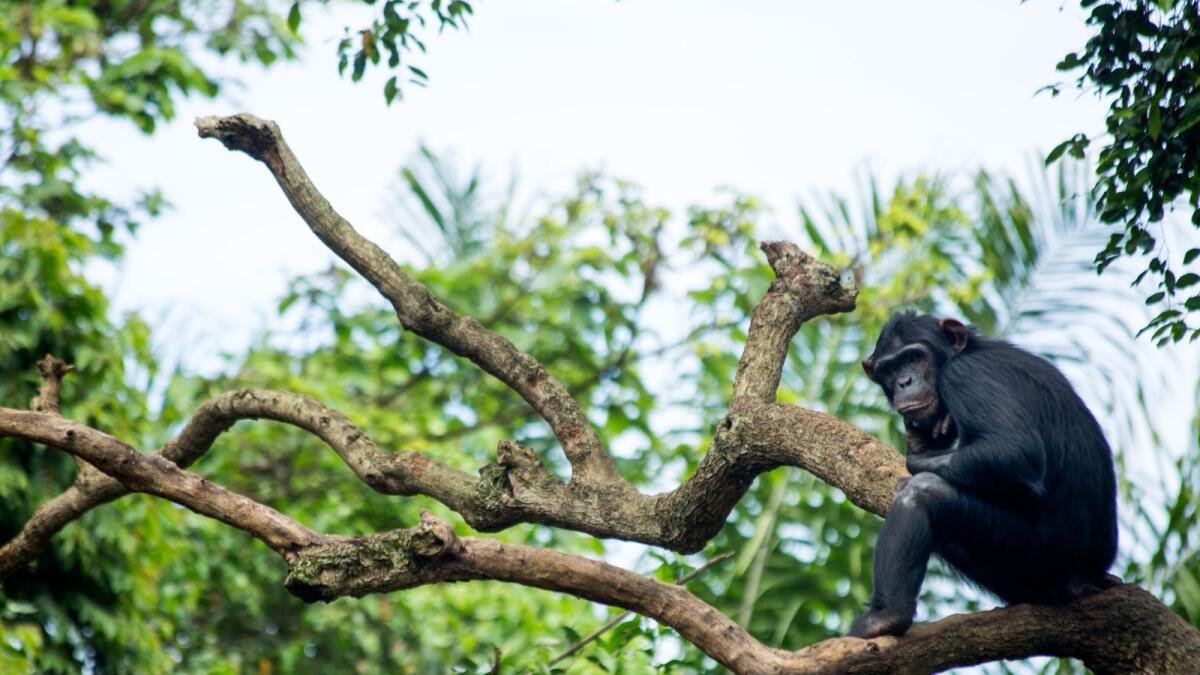 A chimpanzee sits on a tree at a chimp rescue center on June 9, 2018 in Entebbe, Uganda.