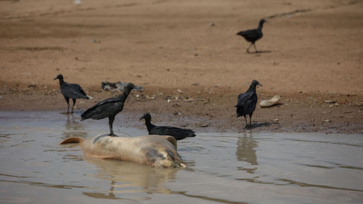 Birds gather around a dead dolphin at the Tefe lake, affluent of the Solimoes river that has been affected by the high temperatures and drought in Tefe, Amazonas state, Brazil, October 1, 2023. — Reuters