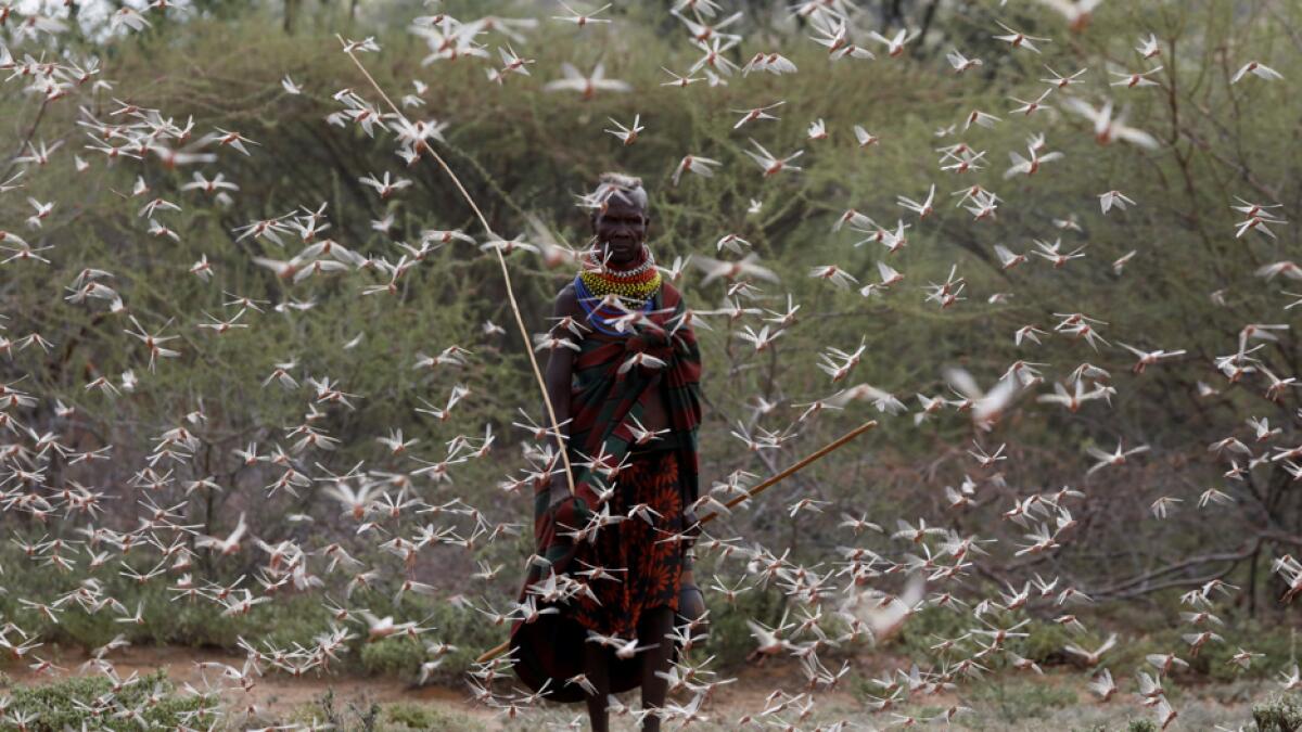 A woman from the Turkana tribe walks through a swarm of desert locusts at the village of Lorengippi near the town of Lodwar, Turkana county, Kenya. Photo: Reuters