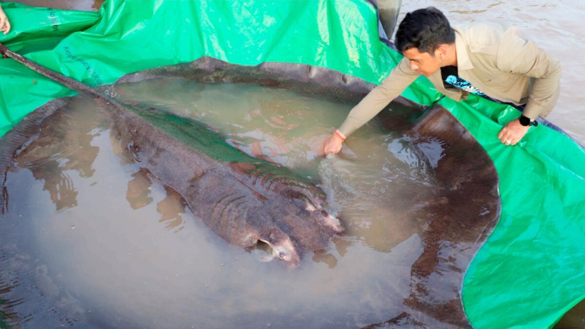 A man touches a giant freshwater stingray before being released back into the Mekong River in the northeastern province of Stung Treng. — AP