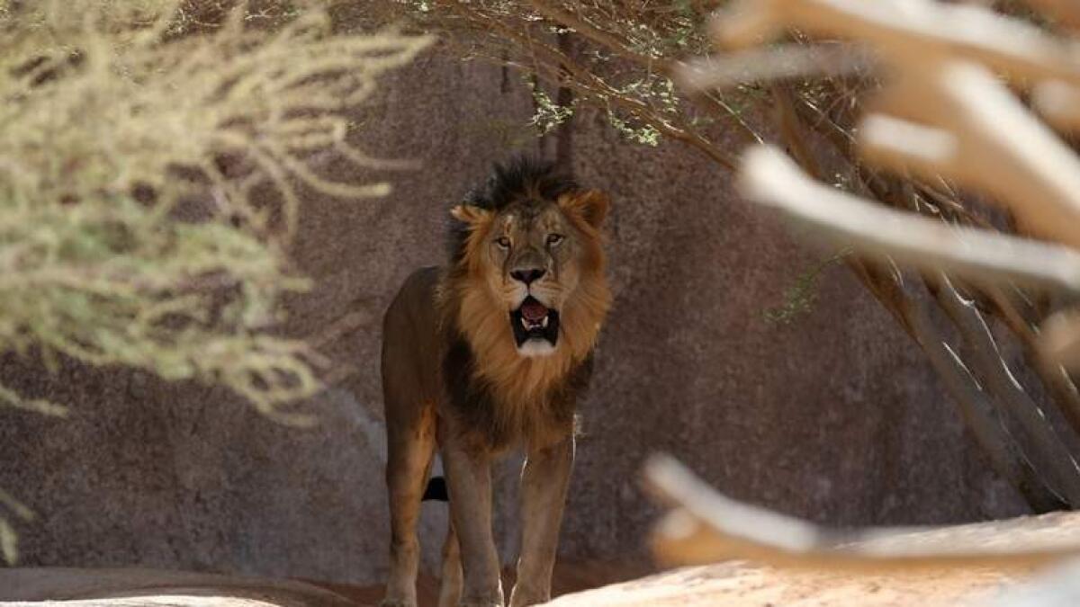Lions eat three poachers hunting for rhinos