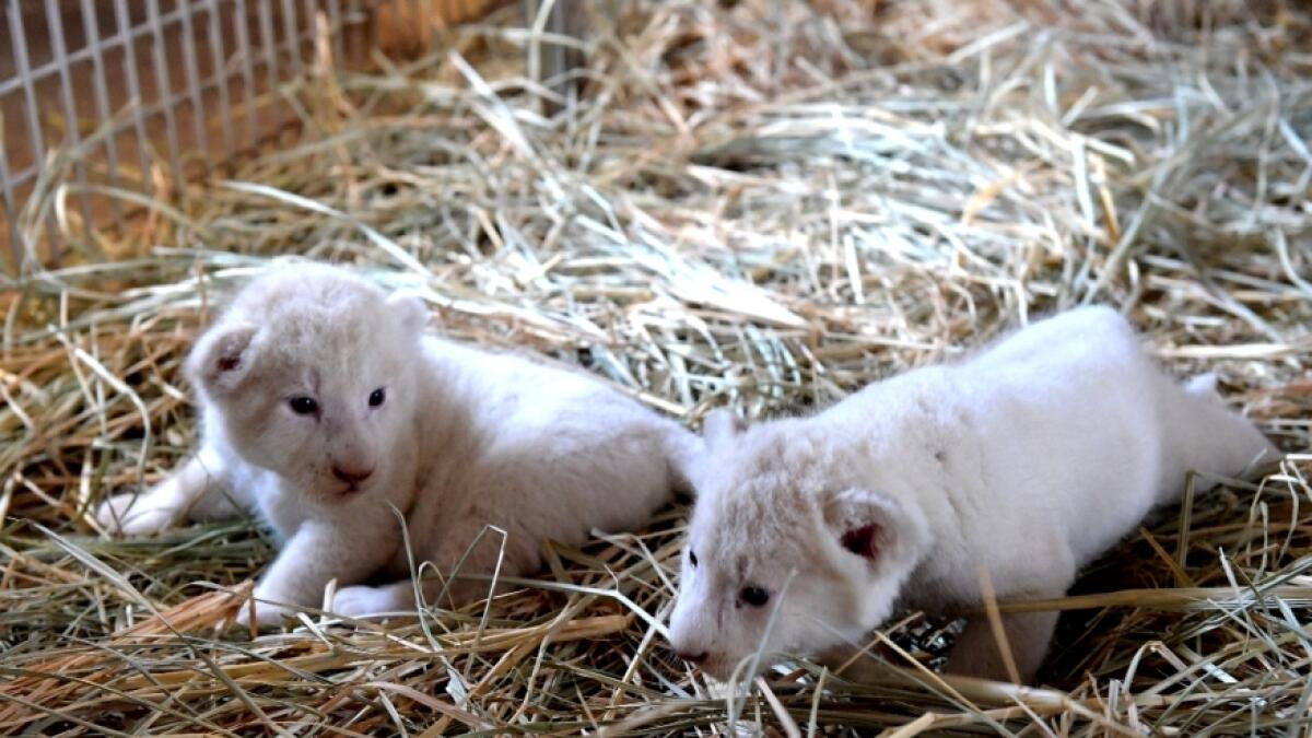 Dubai Municipality invites children to name two white cubs at Dubai Safari