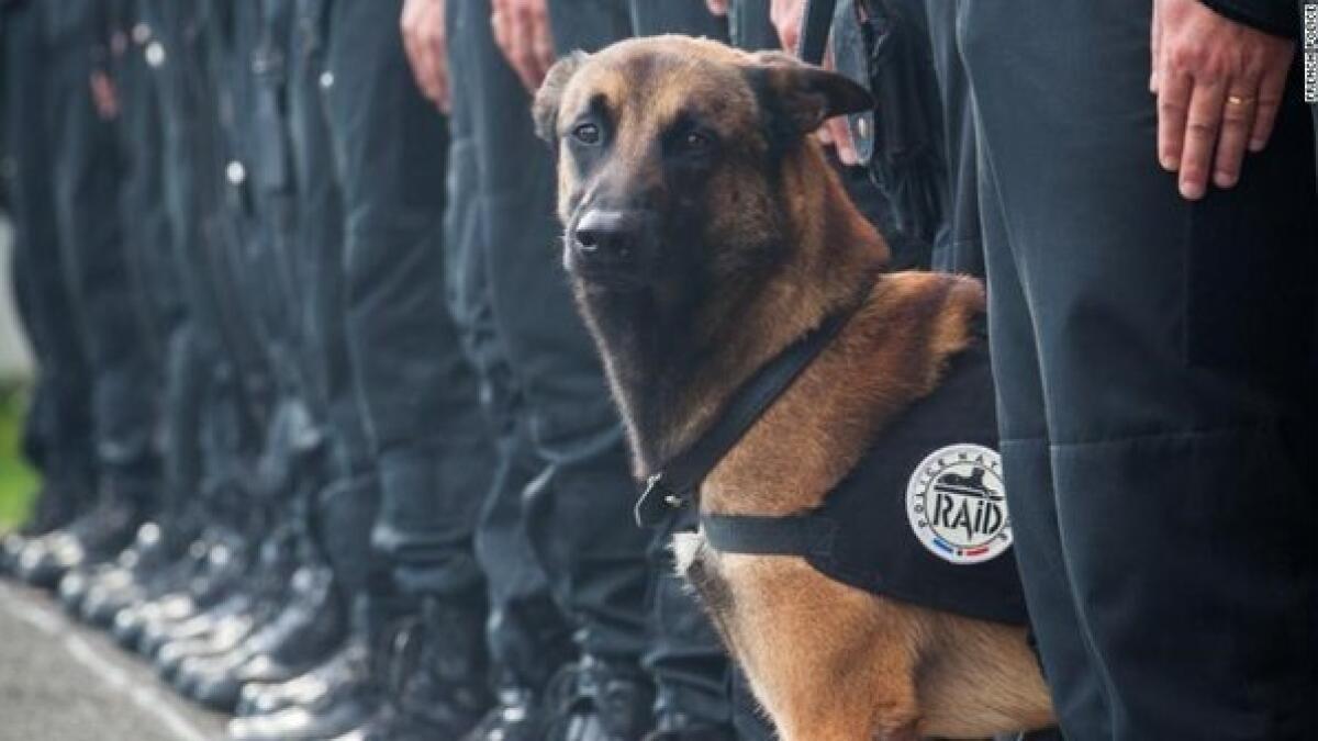 French police dog killed by terrorists during Paris raid  