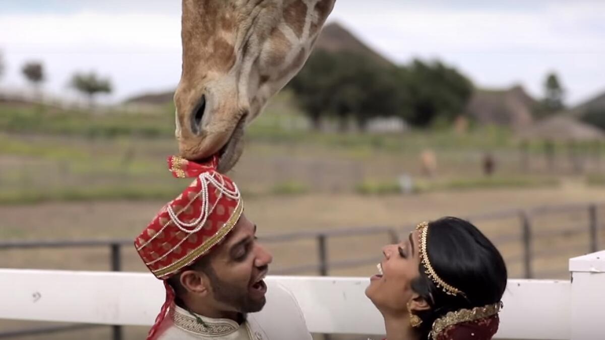 giraffe, steal groom, turban, photoshoot