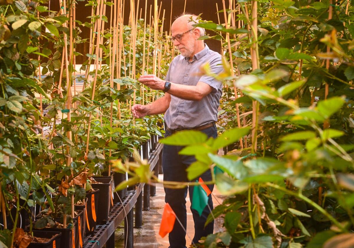 Tom Adams, the chief executive and co-founder of Pairwise, which uses gene-editing techniques to create new varieties of fruits and vegetables, in Durham, N.C., on September 13, 2023. — Kate Medley/The New York Times