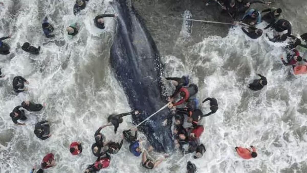 Six-tonne whale beaches at resort, hundreds unite for rescue