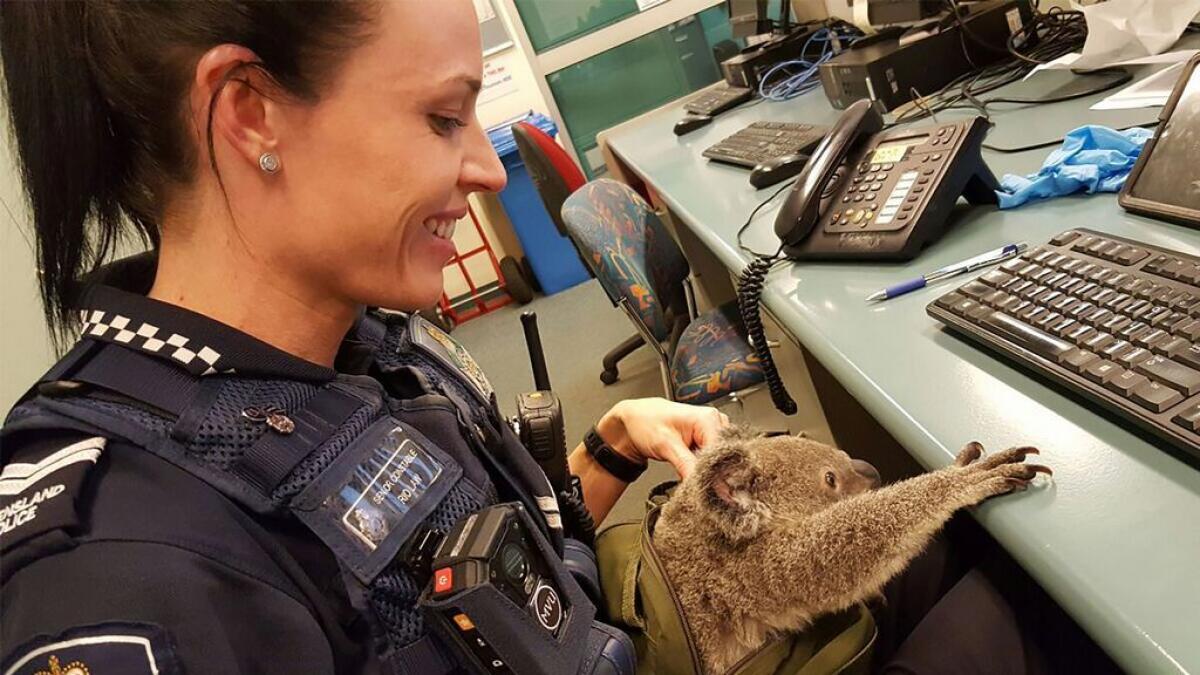 Australian police made one of their more unusual finds when they uncovered a baby koala hidden in the bag of a woman they stopped in the street 