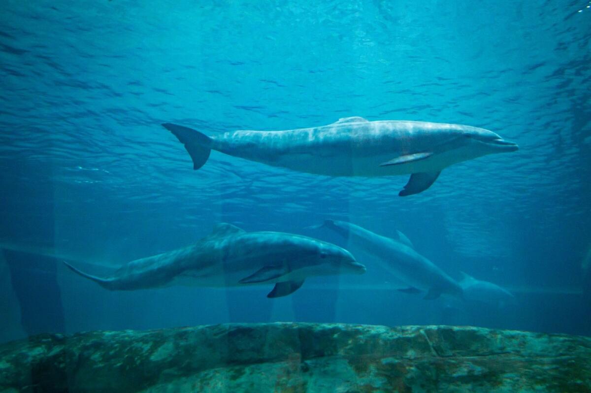 Dolphins at the Tropical Ocean realm at SeaWorld Abu Dhabi. Photo: Neeraj Murali.