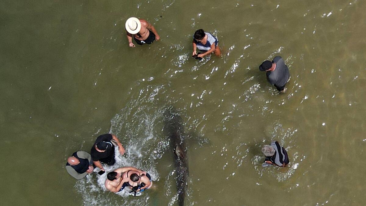 An aerial view of people using their phones and cameras to film a shark swimming past in the shallow Mediterranean Sea water off the Israeli coastal town of Hadera north of Tel Aviv.