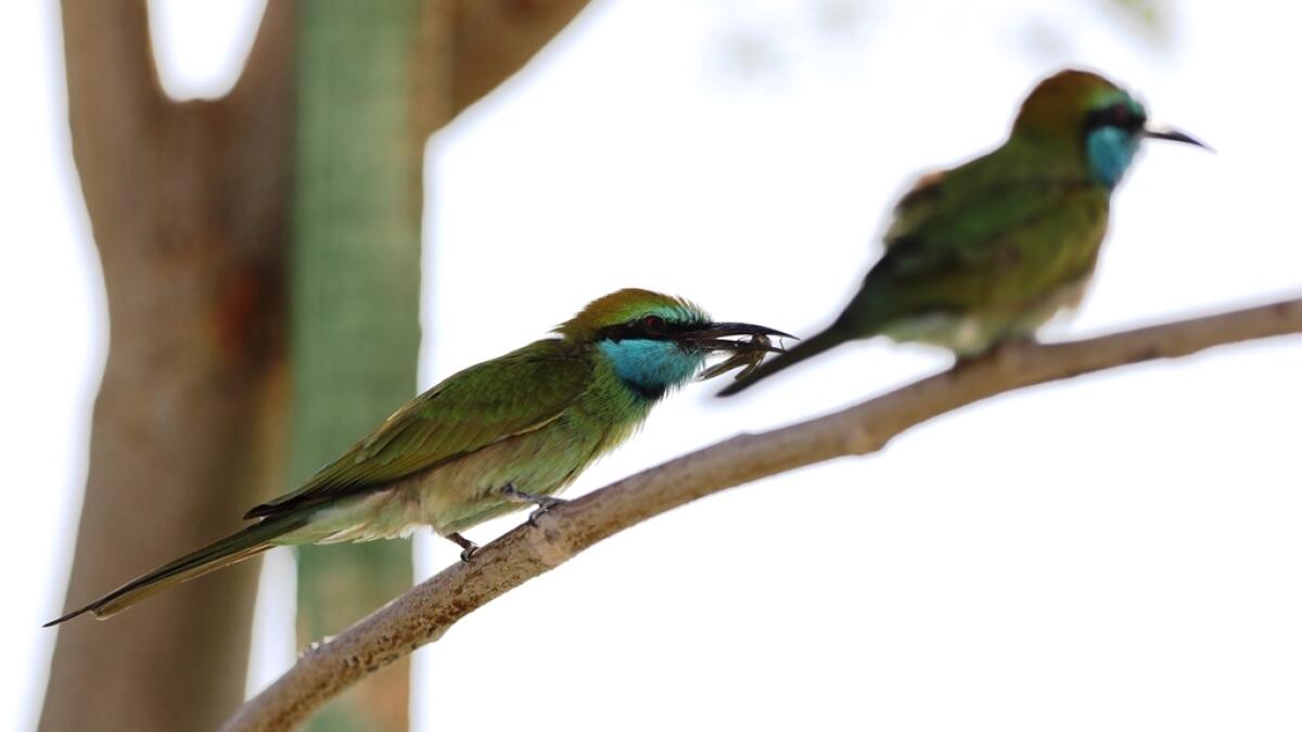 Dubai Safari is new transit point for migratory birds