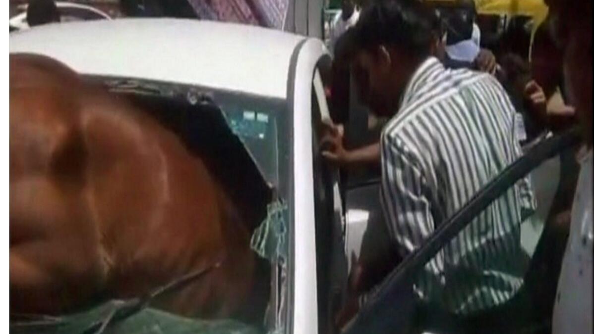 Video: Startled horse smashes through car windscreen