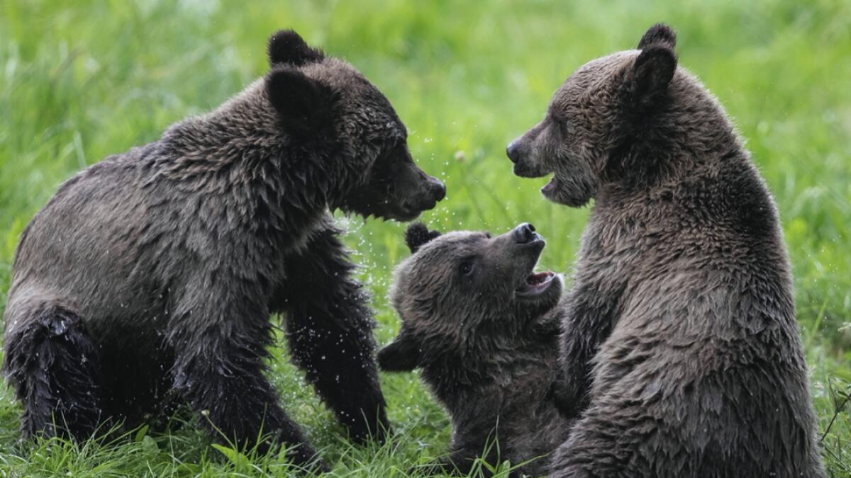 Orphaned grizzly bear cubs play at the Greater Vancouver Zoo, in Aldergrove, B.C. According to the zoo the triplets were orphaned when their mother was shot by hunters in Alberta. Photo: AP