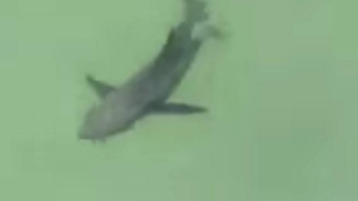 Sharks sighted off RAKs Ghalila beach