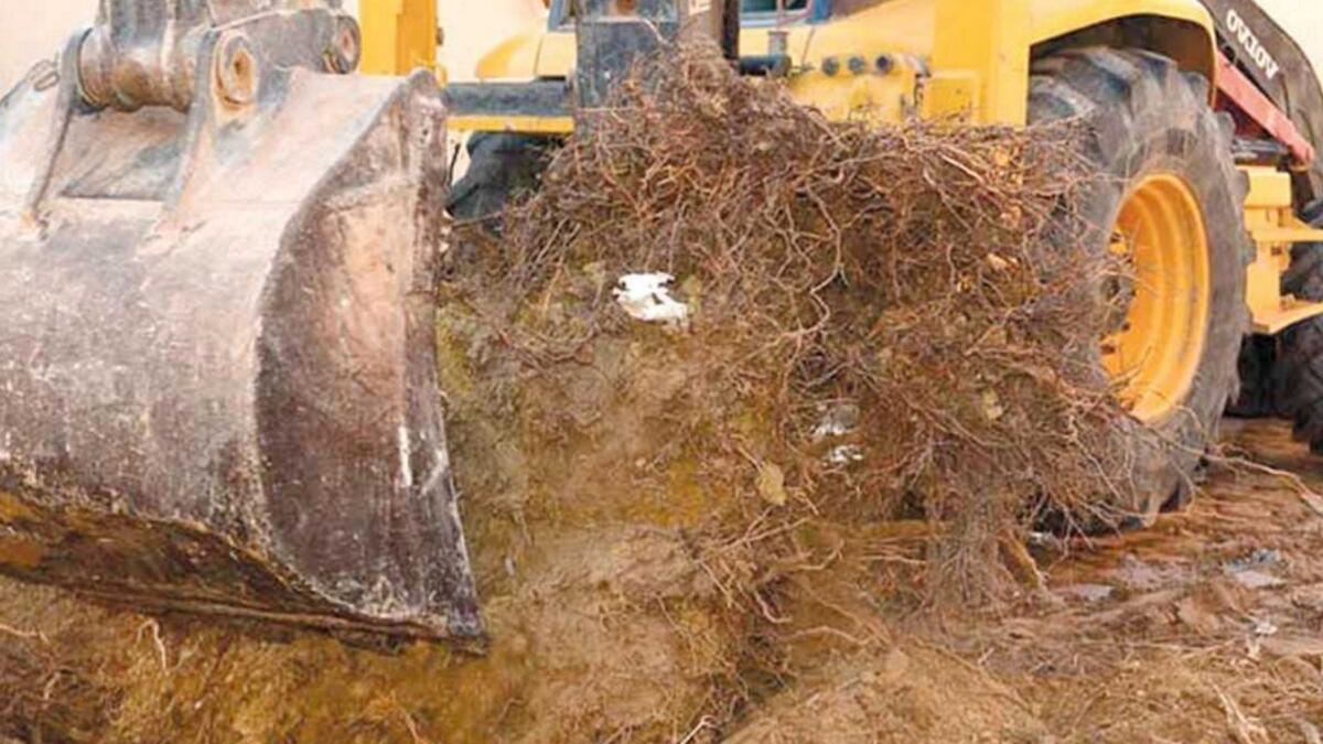 Over 4,000 Damas trees uprooted in UAE, find out why