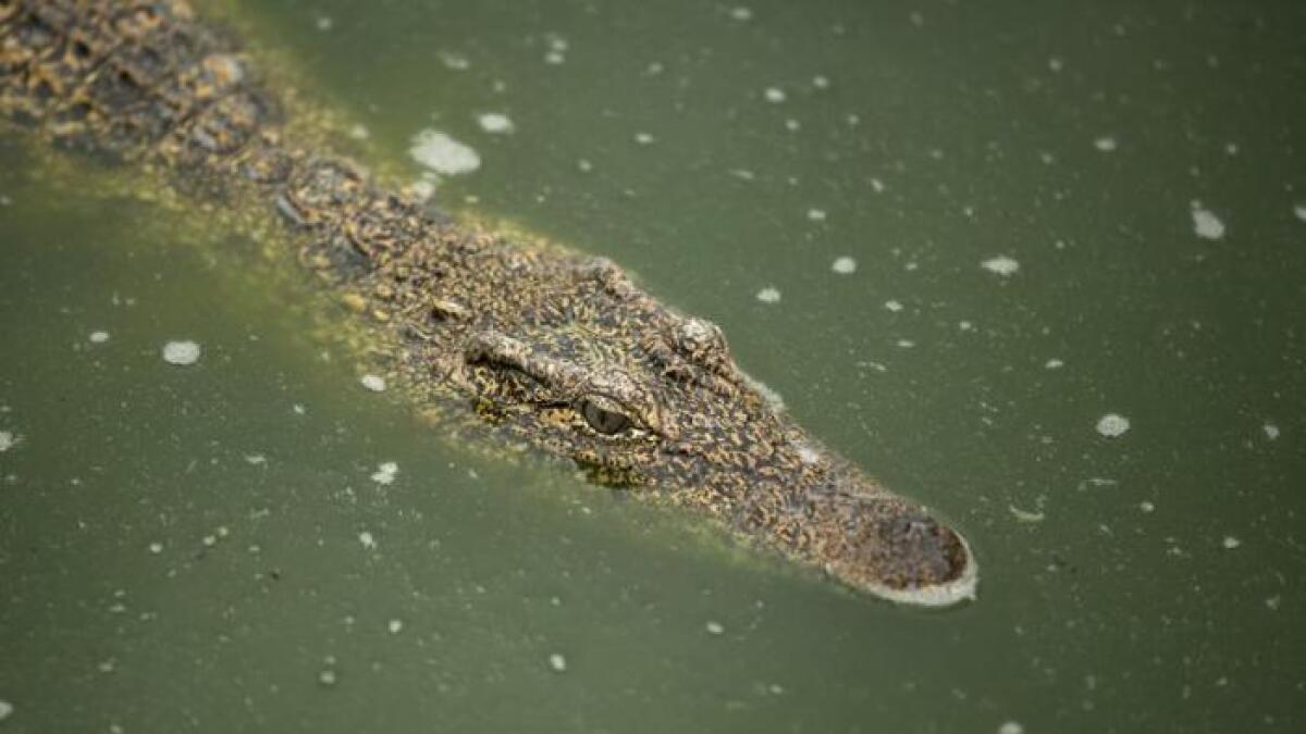 Man snorkels headfirst into crocodile, escapes