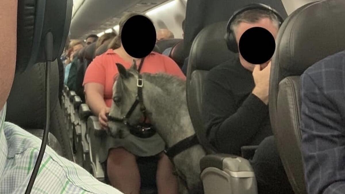Video: Horse sits on plane passengers lap