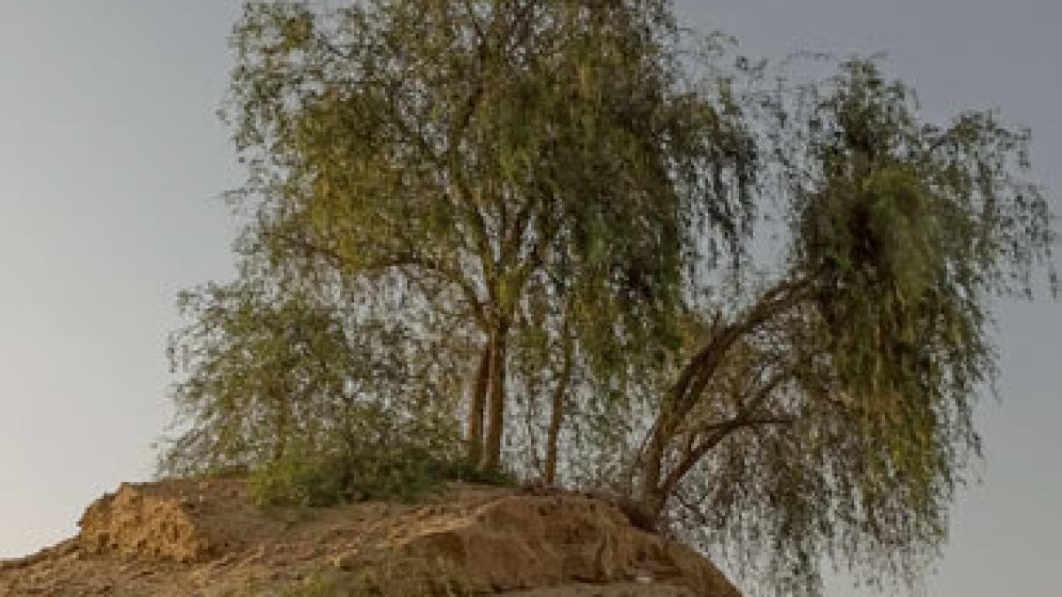 Ghaf: A look at the importance of UAEs national tree