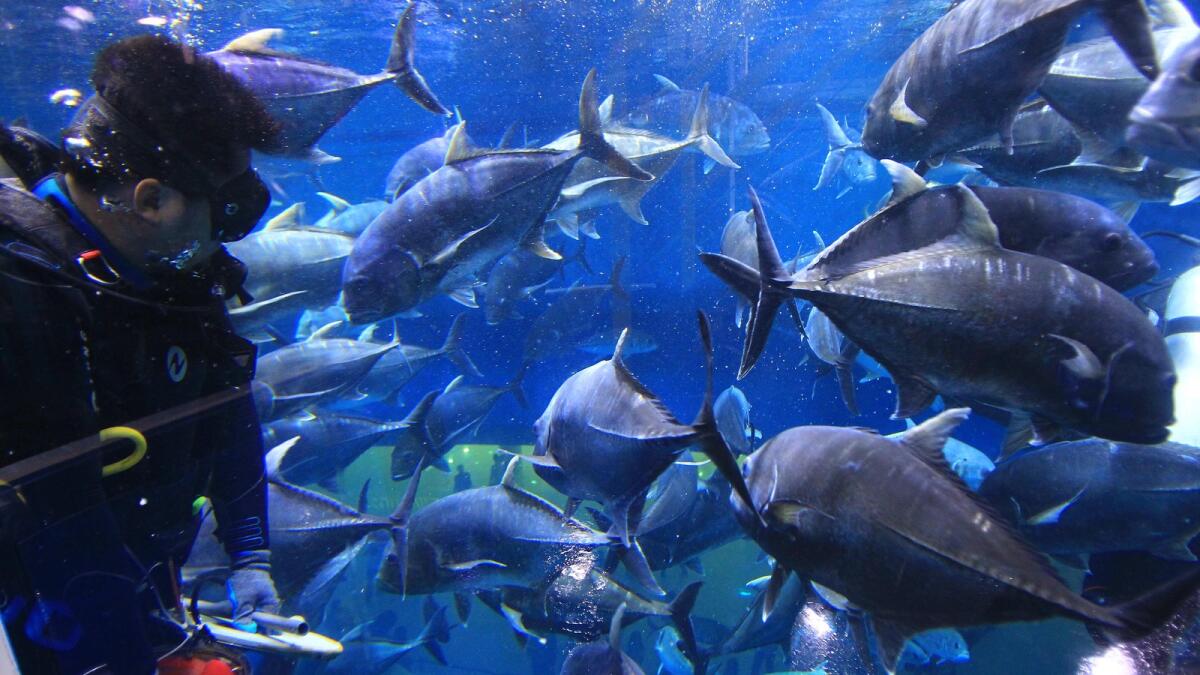 Dubai Aquarium and Underwater Zoo. — File photo