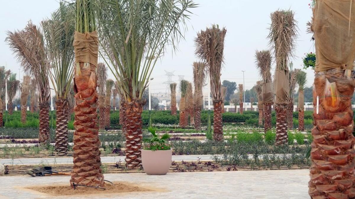 Have a date with palms in Dubai