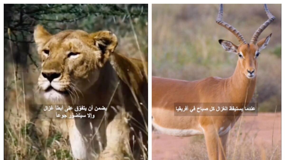 Screengrabs from Sheikh Mohammed's first video on TikTok. In it, the Dubai Ruler narrates the story of a lion and a gazelle.