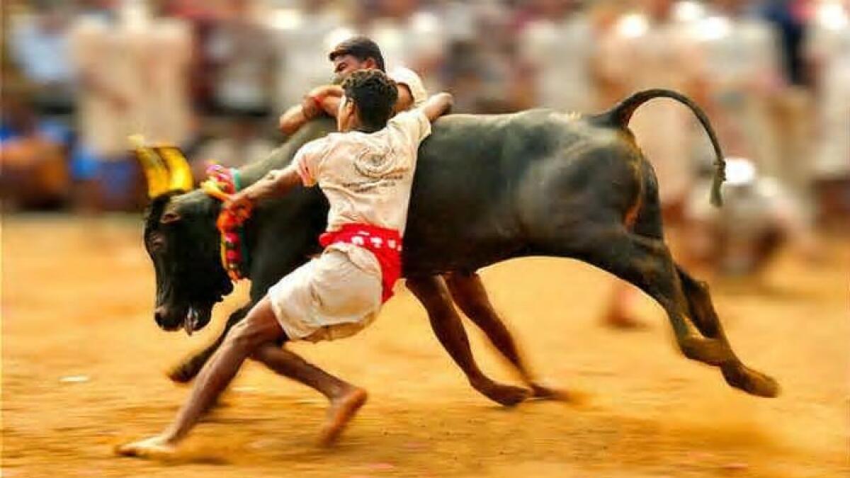 Video, social media, viral, Jallikattu bull, tied, tree, taunted, death, man, throwing, mud, India, Tamil Nadu