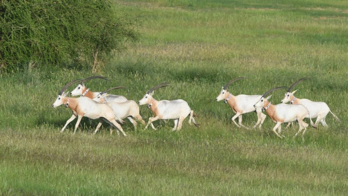Oryx roam Chad jungles again after Abu Dhabi programme