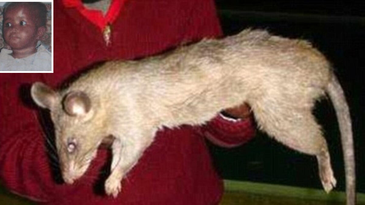 Giant rats eat three-month-old baby girl alive, mother out partying