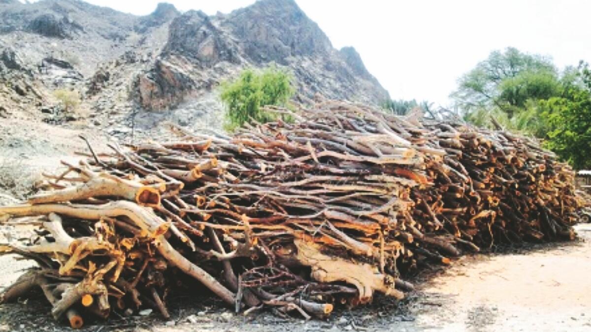 44 held for felling indigenous trees in RAK