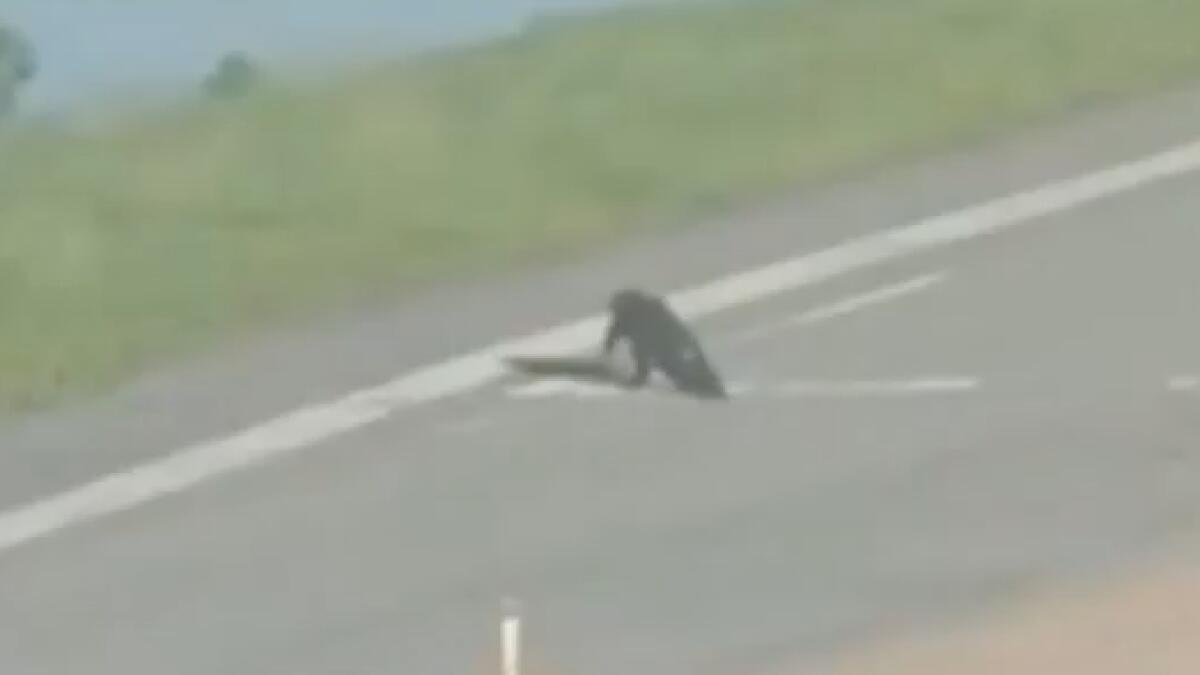  Video: Alligator strolling on runway delays plane landing