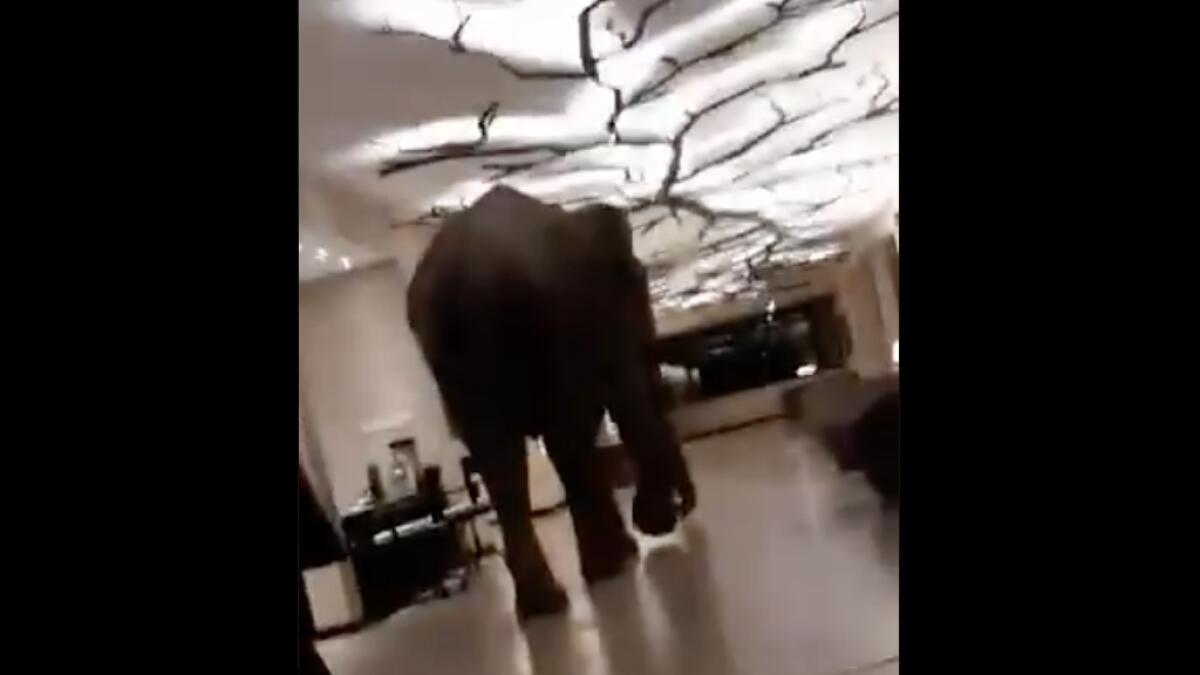elephant, sri lanka hotel, offbeat news