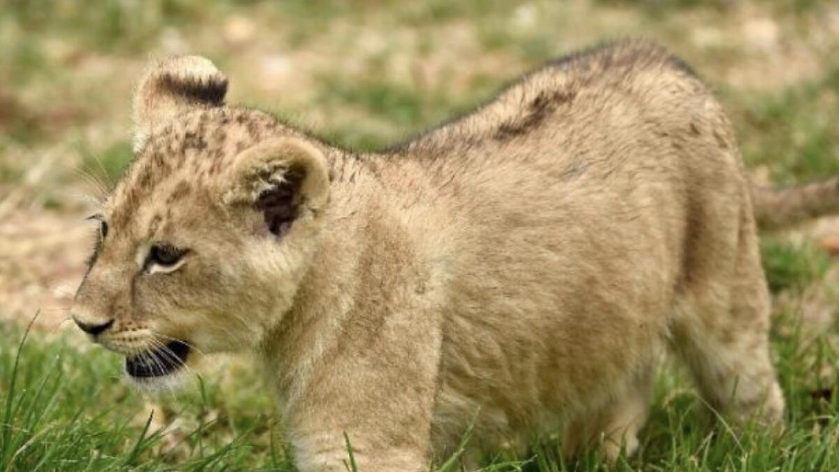 Lion cub found in apartment, man arrested