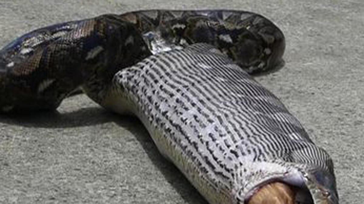 17ft long python spits out cat after swallowing it