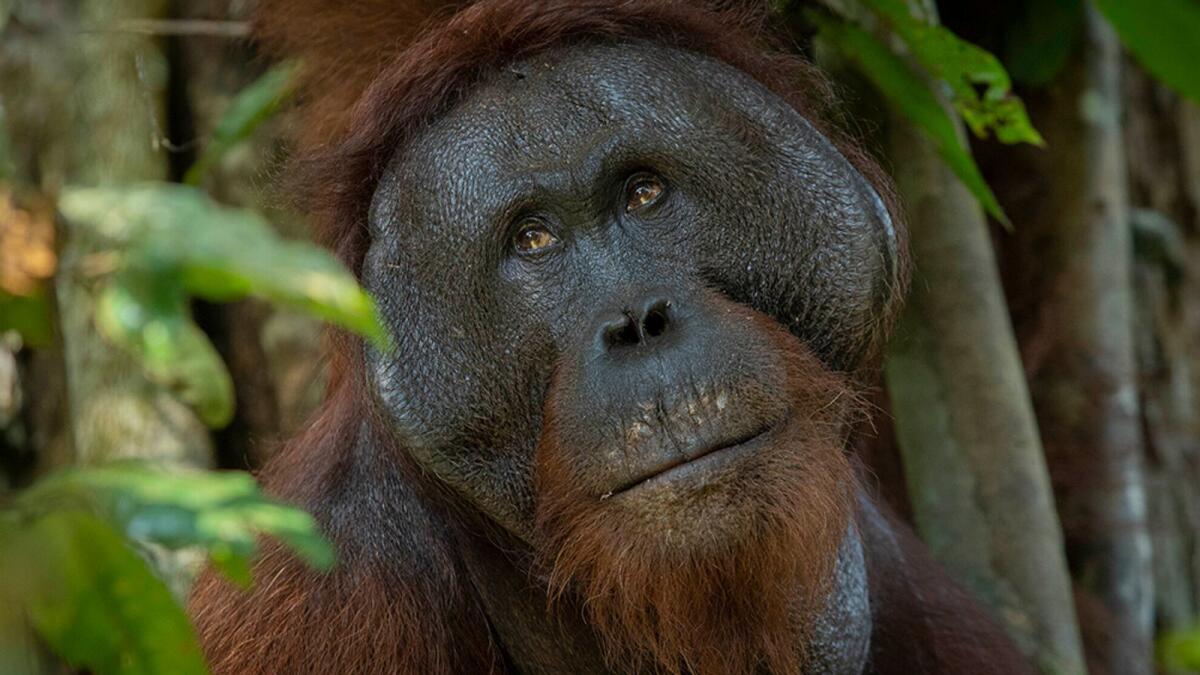 Orang Utan 'Man of the forest' (Photo credit Sticky Rice Travel)