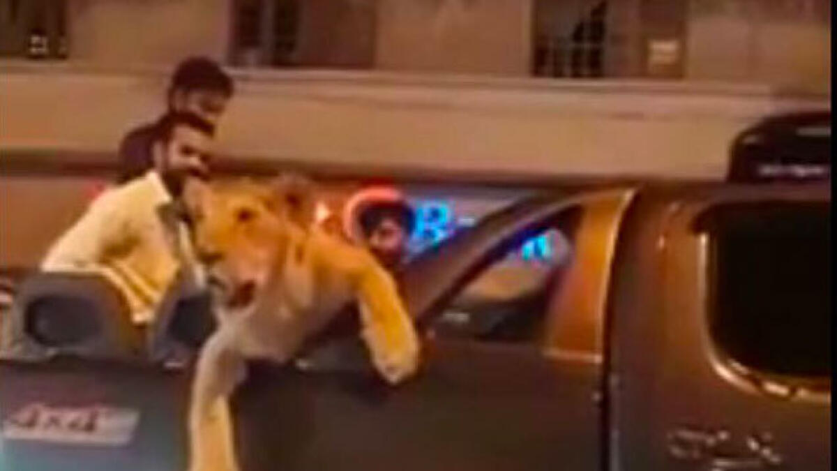 Video: Man arrested for driving with lion on Karachi streets