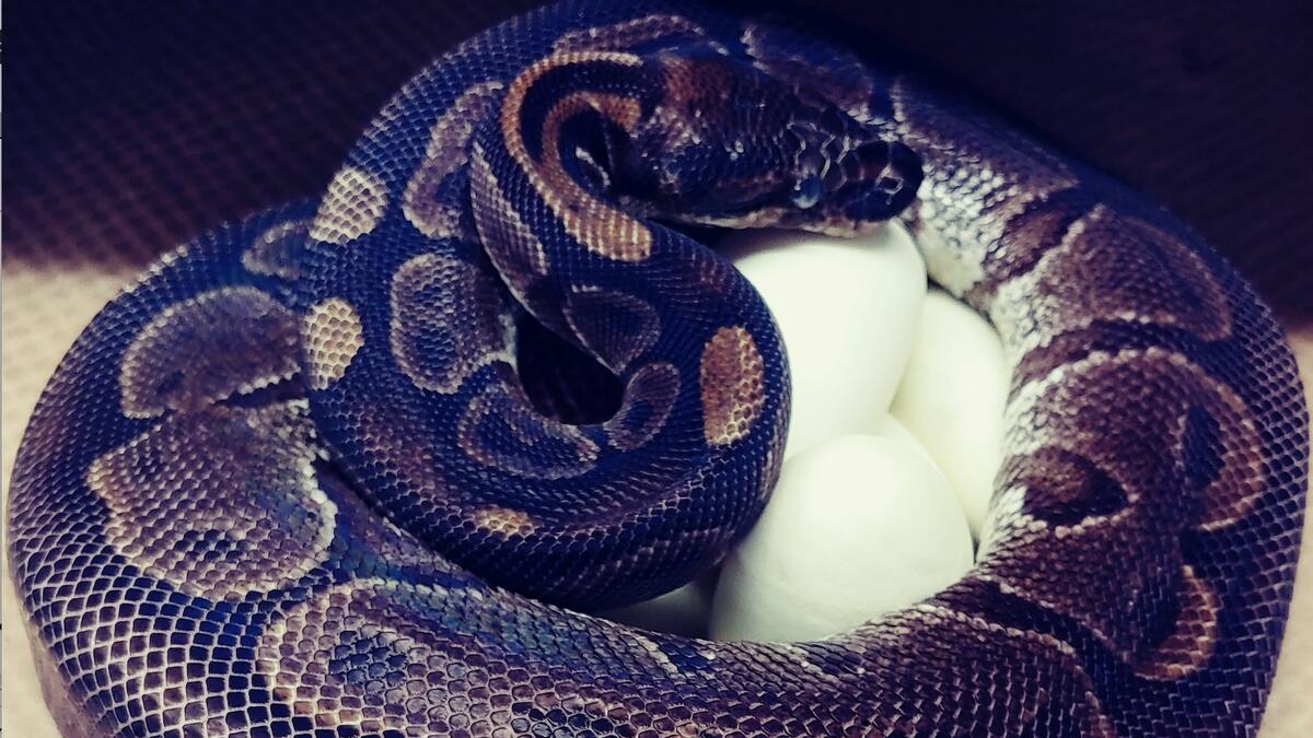 This photo provided by the Saint Louis Zoo shows a 62-year-old ball python curled up around her eggs July 23, 2020.