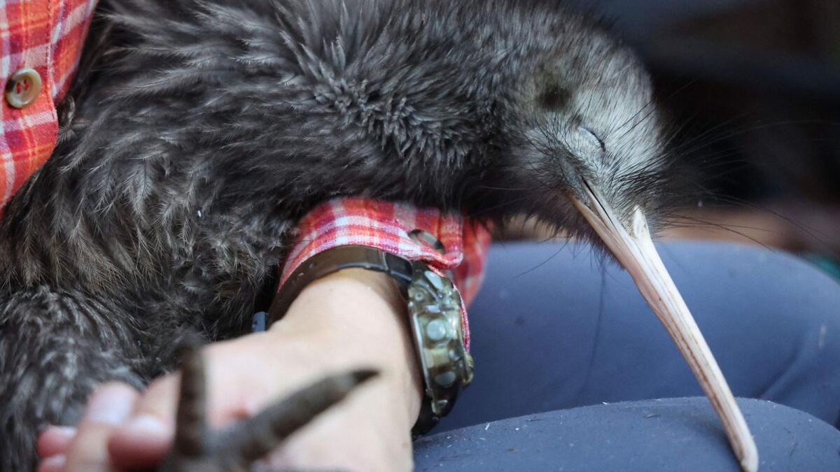 This photo taken on April 12, 2023 shows a member of the Capital Kiwi Project team holding a male kiwi named Atarangi after changing out a transmitter placed on the bird's leg before re-release into the wild on Tawa Hill, Terawhiti Station in Wellington. — AFP file