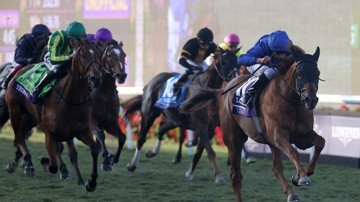 Yibir comes into this 12-furlong affair on turf on the back of a scintillating victory in the G1 Breeders’ Cup Turf. (Dubai Racing Club)